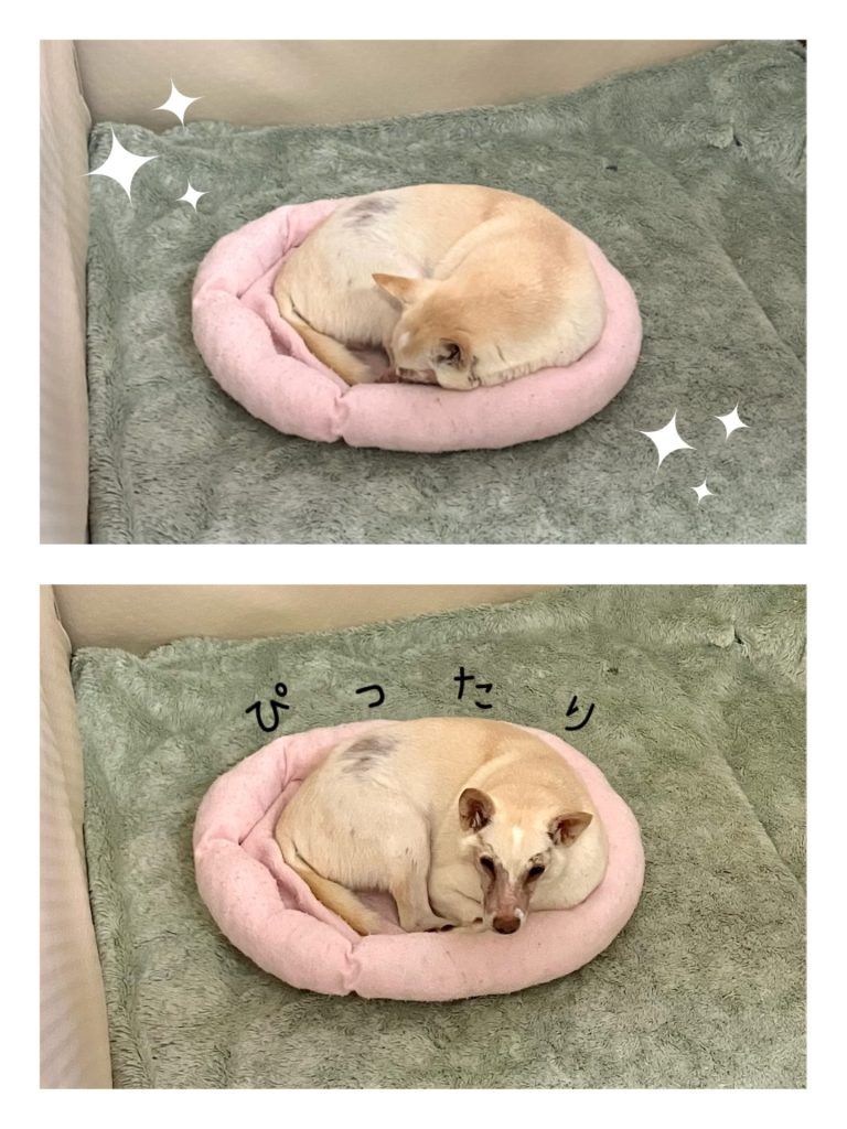 ワンだふるファミリーからの近況報告:2026年3月22日(日曜日) 8 67aeb64f9aa925db5cc37d16685316fa