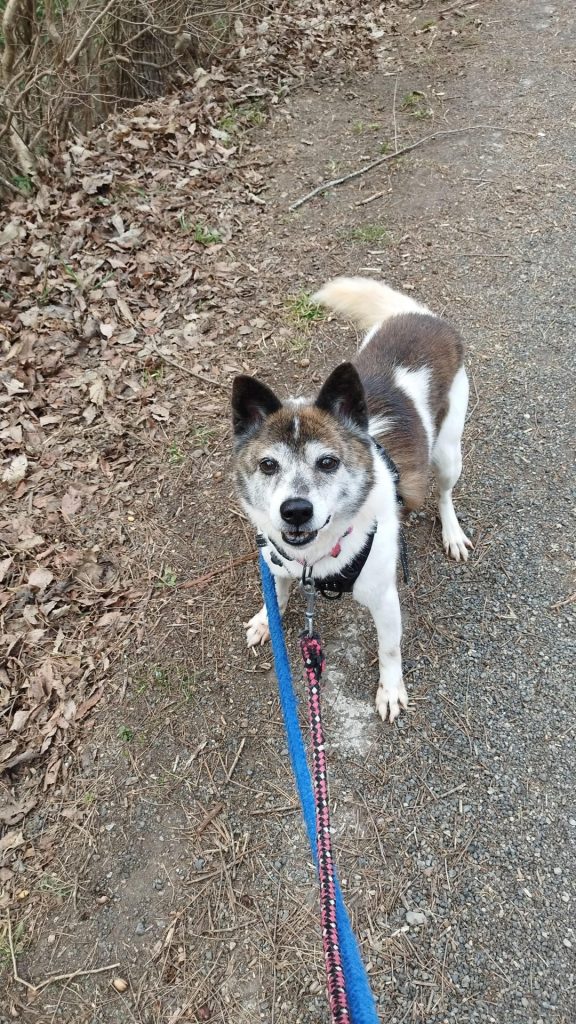 ワンだふるファミリーからの近況報告:2026年3月22日(日曜日) 10 f359235cbb9fe739bbcf8f3b57a5c63b 1