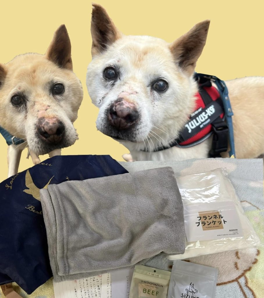 ワンだふるファミリーからの近況報告:2026年3月22日(日曜日) 11 4f0a623bdd41b7fa906e06d3dec9ce58 1