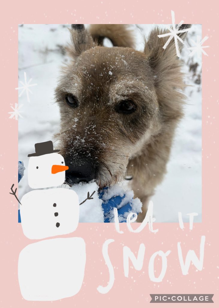 ワンだふるファミリーからの近況報告:2026年3月22日(日曜日) 12 bca420091907964a58a8b516519c6235