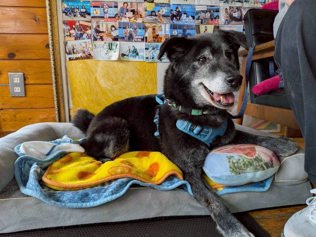 ワンだふるファミリーからの近況報告:2026年3月22日(日曜日) 13 4e96ba4a726c1de582a2b46442be9e90