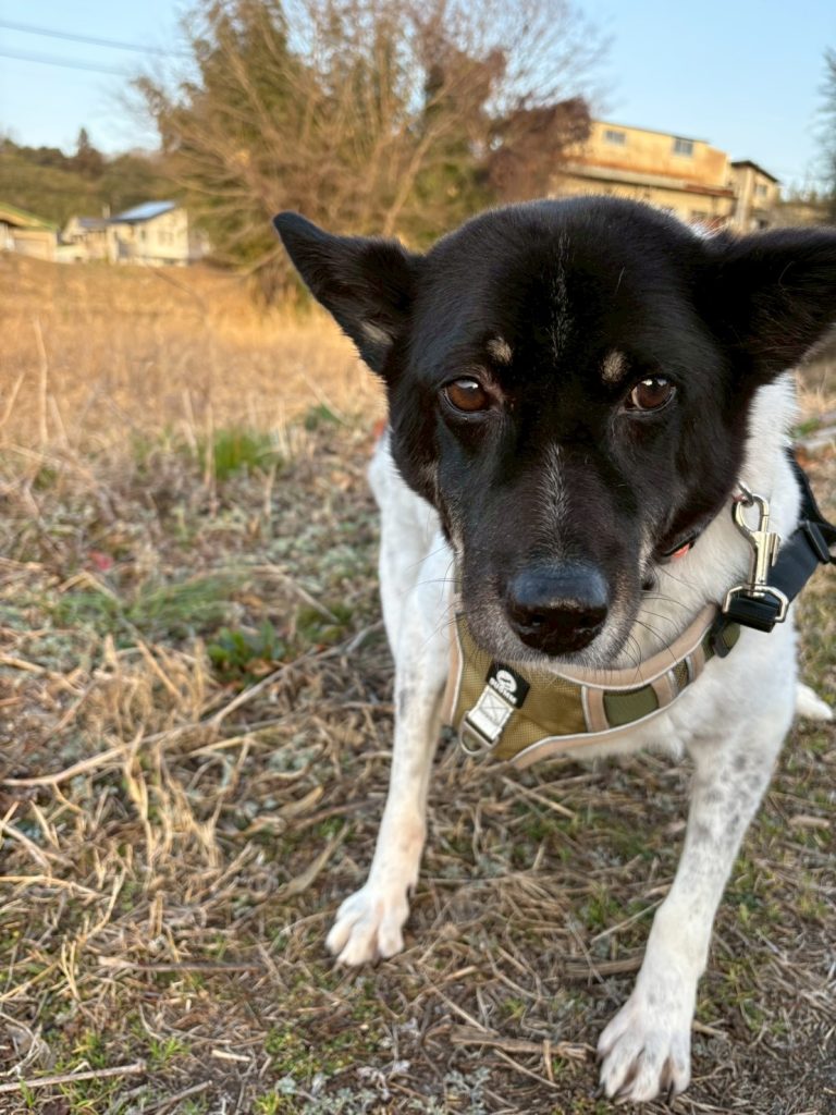 ワンだふるファミリーからの近況報告:2026年3月22日(日曜日) 15 40ebc35bbc78c3ccec65ece29413b04b