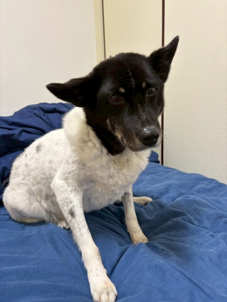 ワンだふるファミリーからの近況報告:2026年3月22日(日曜日) 16 5bed7e27c36fcf6e7b8f9f153663b57d