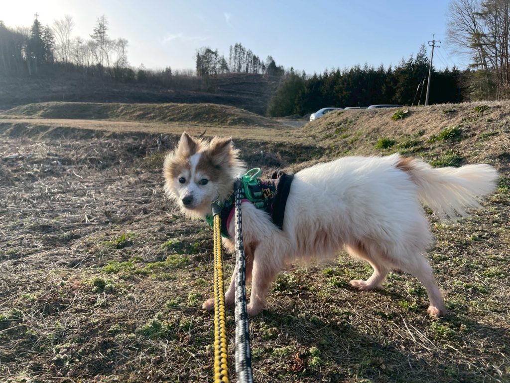 ワンだふるファミリーからの近況報告:2026年3月22日(日曜日) 17 58061dedb339a7354cbbf5895f2cf6db