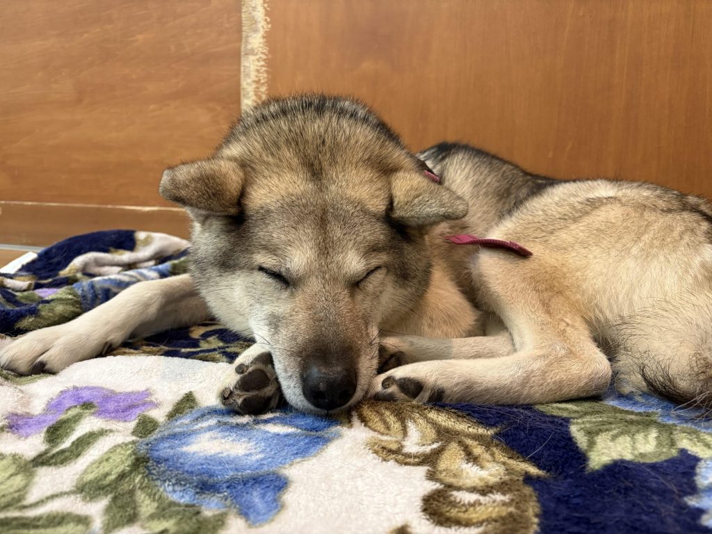 ワンだふるファミリーからの近況報告:2026年3月22日(日曜日) 19 7b207ed332b08b744584bf7a1d78a50e