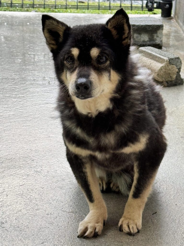 ワンだふるファミリーからの近況報告:2026年3月22日(日曜日) 21 890c56827e3dbfcfe0559cfed07e2db8