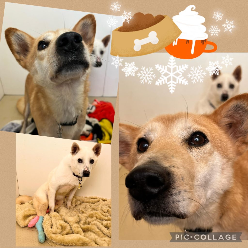 ワンだふるファミリーからの近況報告:2026年3月22日(日曜日) 23 79374f9f1015ffc8aeba04e422be6a06