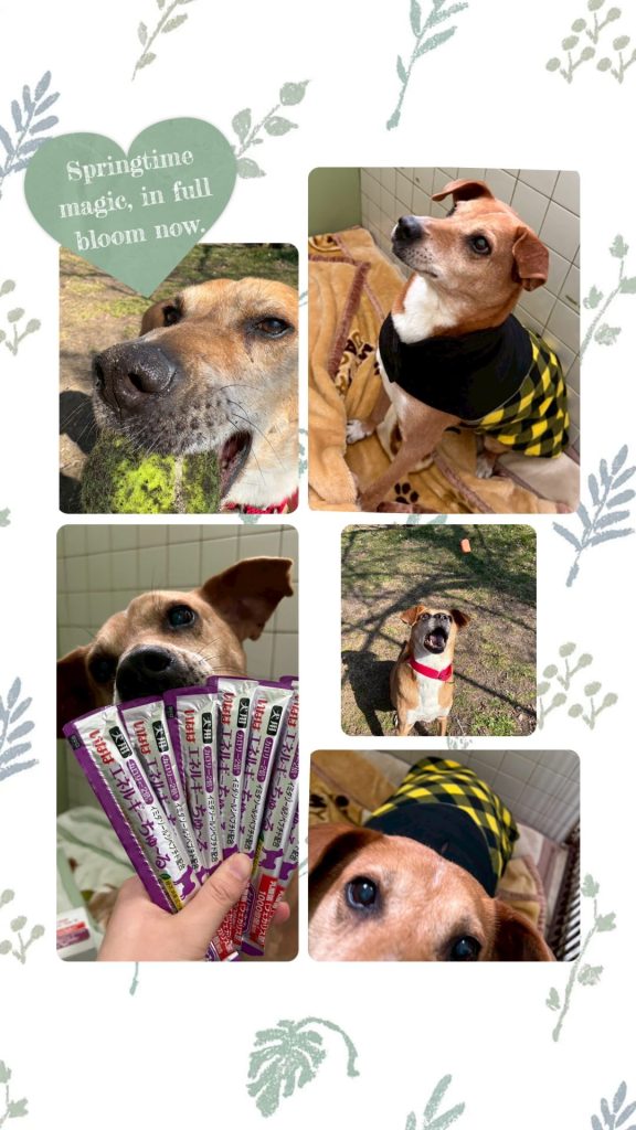 ワンだふるファミリーからの近況報告:2026年3月22日(日曜日) 24 ab717db8443e90d5b8496087f2b89c4b