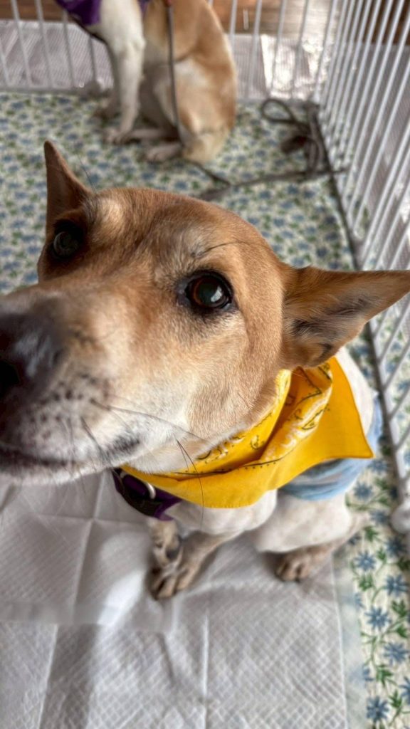 Journal 1 611cb226c3ed4ee4b9d82481a8ca94ac