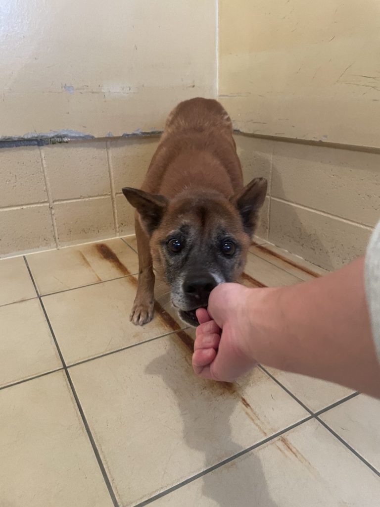 ワンだふるファミリーからの近況報告:2026年3月22日(日曜日) 22 2aeab6a8e299a2b2f9ab402e214119af