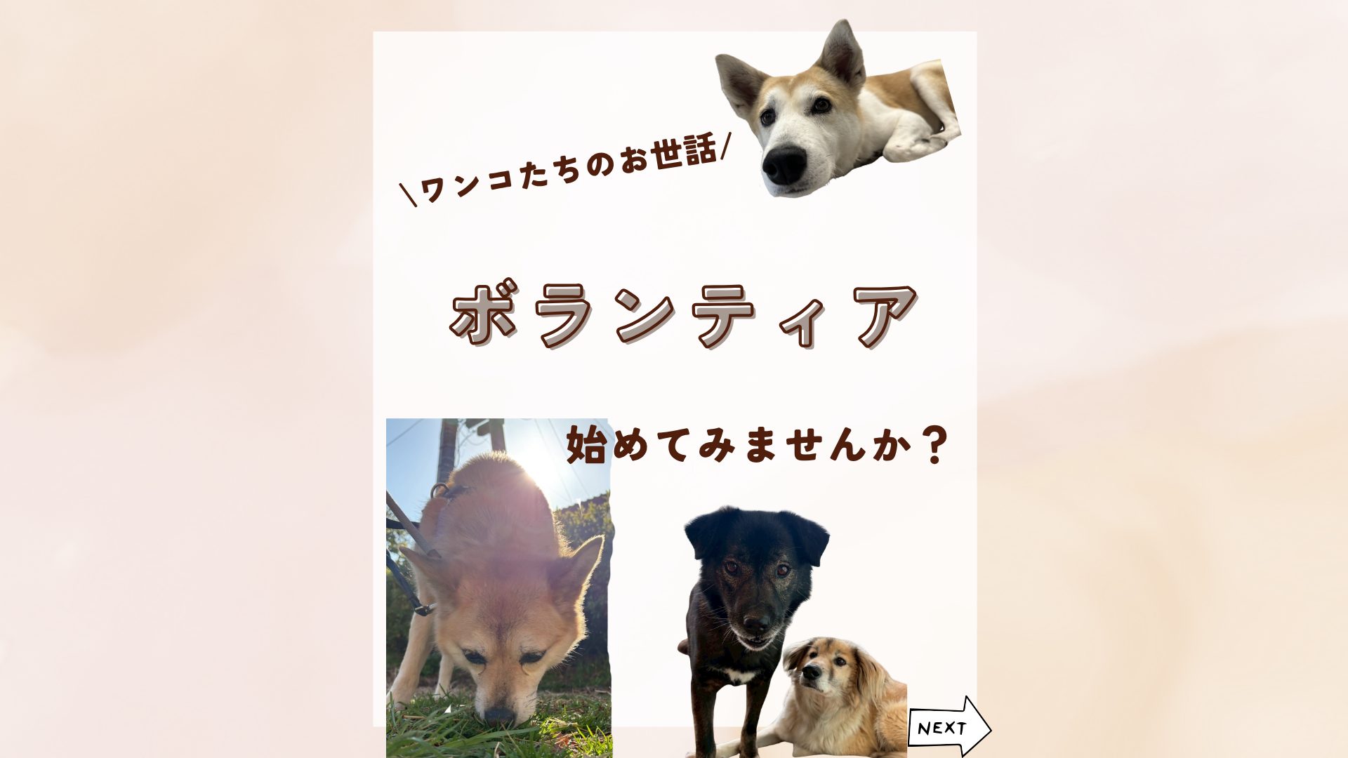 ピースワンコのイベント】4/24(金)「ボランティア説明会」を開催（西