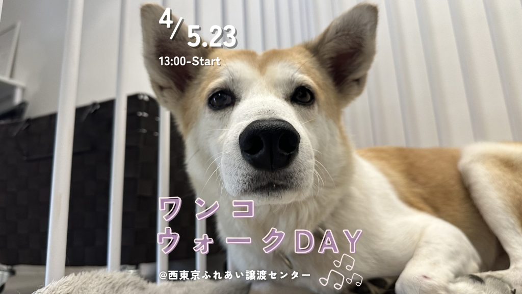 【ピースワンコのイベント】4/5(日)、23日(木)「ワンコウォークDAY」を開催(西東京ふれあい譲渡センター) 1 1370a2d1bb165a88290cf03b24d98f2d