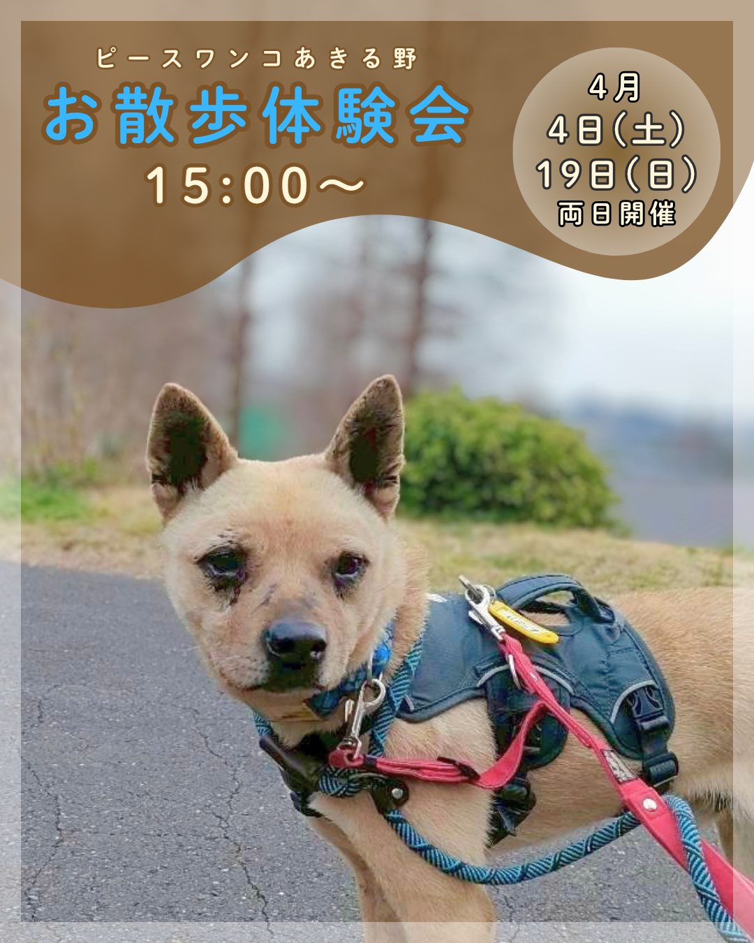 ピースワンコのイベント】4/19(日)「お散歩体験会」を開催（あきる野