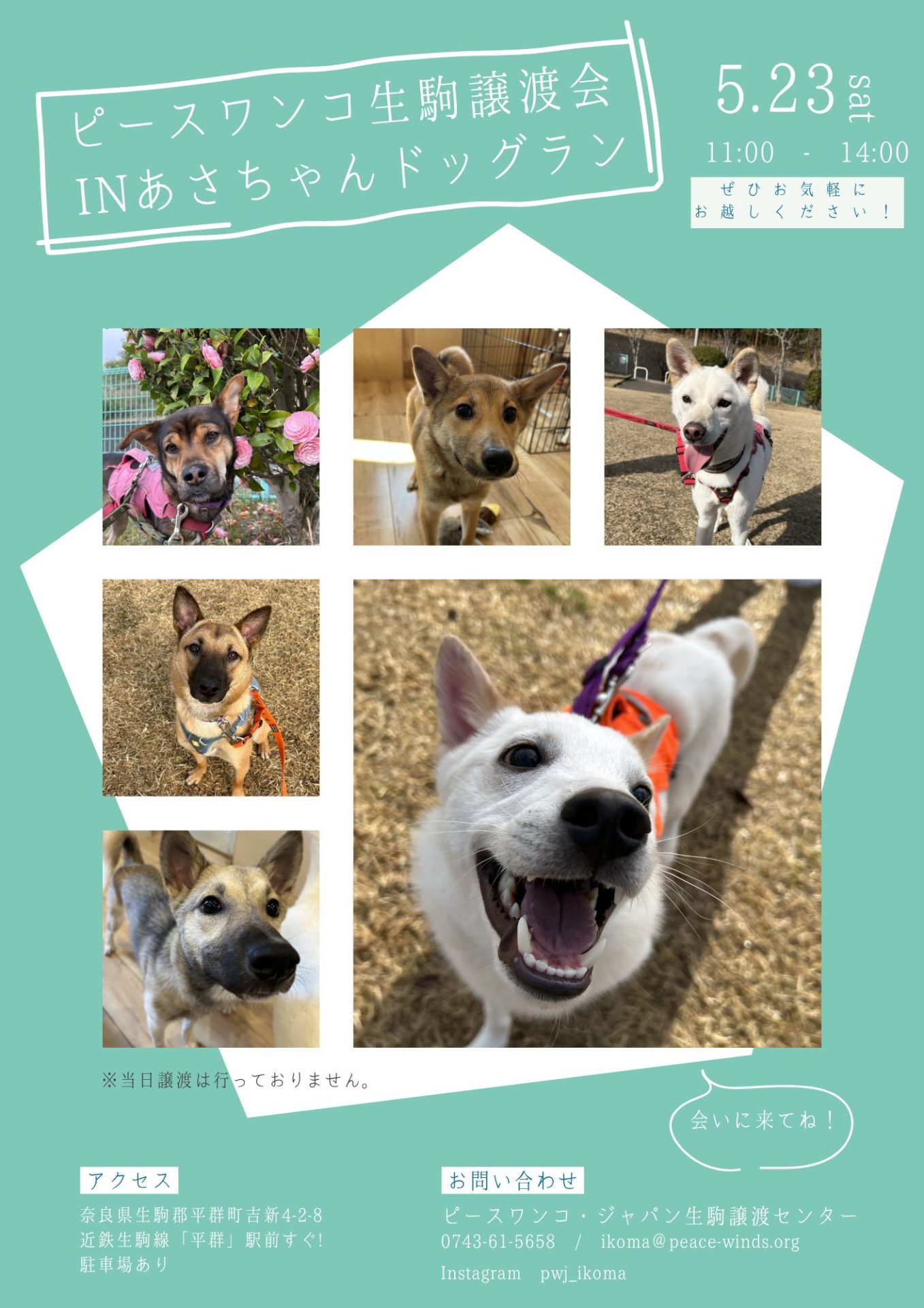 ピースワンコの譲渡会】5/23(土)「ピースワンコ譲渡会in あさちゃん