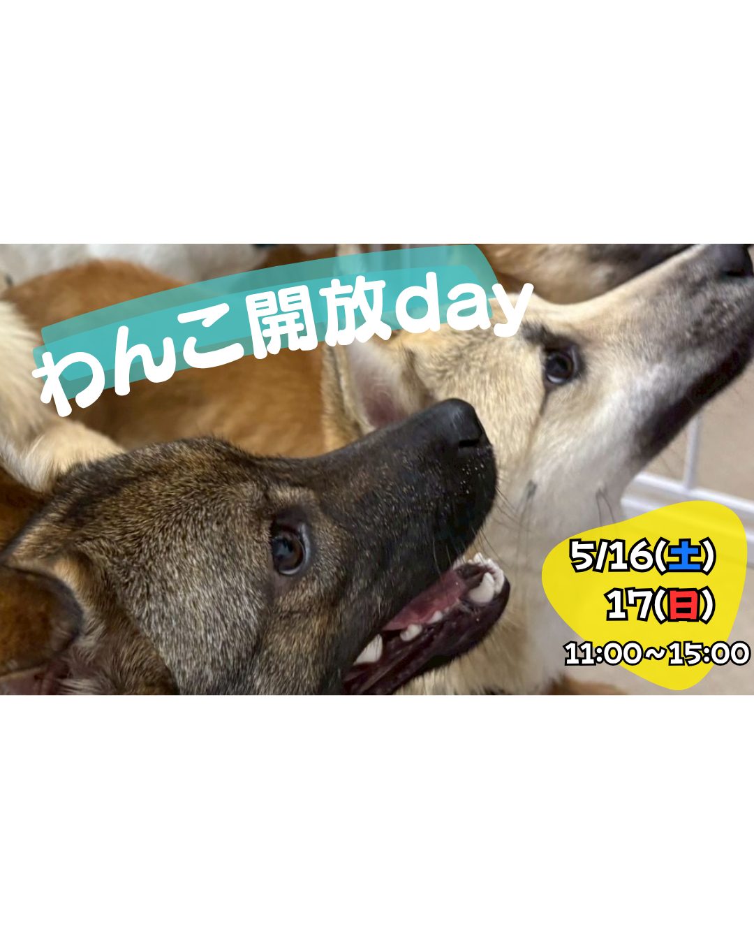ピースワンコのイベント】5/16(土)、17(日)「ワンコ🐶開放day」(岡山