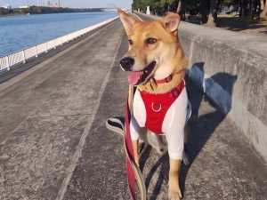 ワンだふるLIFE】先代犬を見送った里親さまの心を動かした「アグナ」の