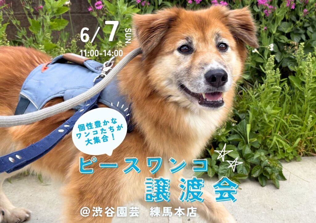 ピースワンコのイベント】6/7(日)保護犬譲渡会＠渋谷園芸 練馬本店
