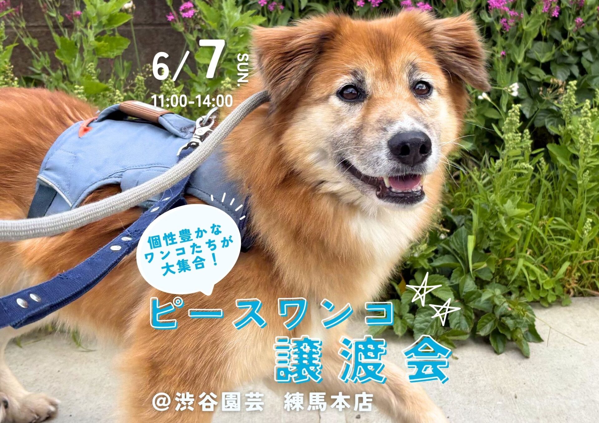 池田犬 カナヘイ  台中 ピースワンコのイベント】6/7(日)保護犬譲渡会＠渋谷園芸 練馬本店