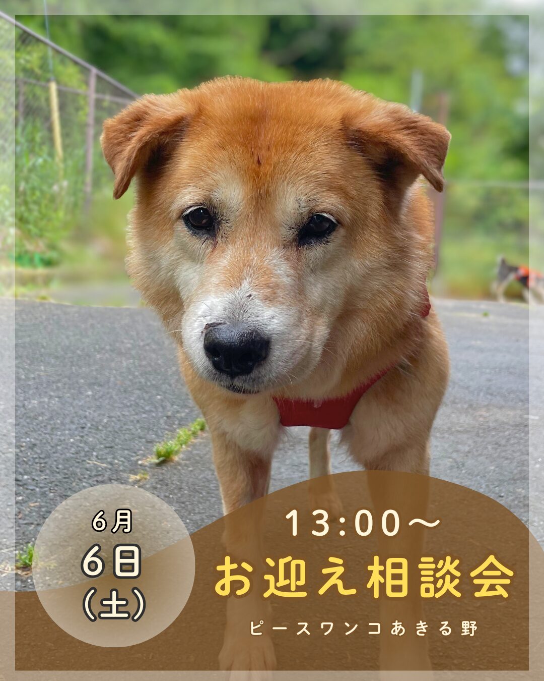 ワンコの写真 ピースワンコのイベント】6/6(土)「保護犬お迎え相談会」を開催