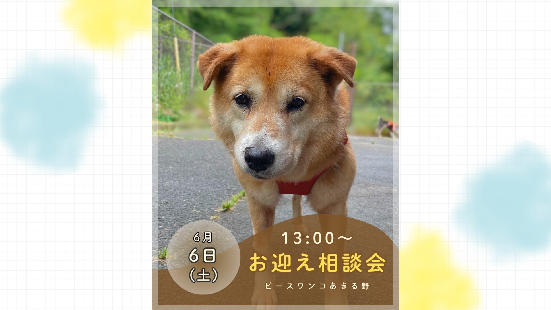 ピースワンコのイベント】6/6(土)「保護犬お迎え相談会」を開催