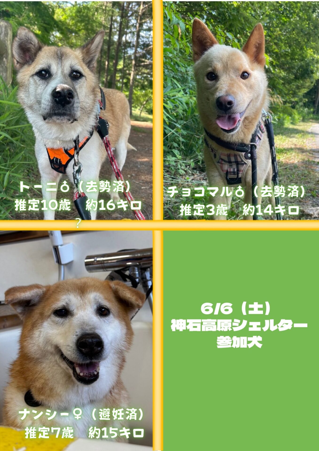 ピースワンコの譲渡会】6/6(土)、7(日)「住宅宣言ふくやま 子育て応援