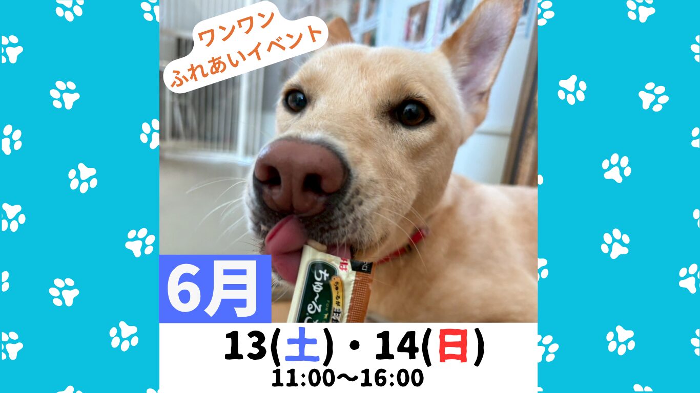 ピースワンコのイベント】6/13(土)、14(日)、ワンワンふれあいイベント
