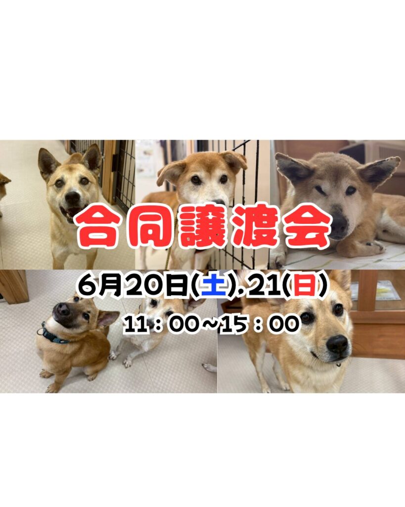 ピースワンコのイベント】6/20(土)、21(日)「合同譲渡会」を開催（岡山