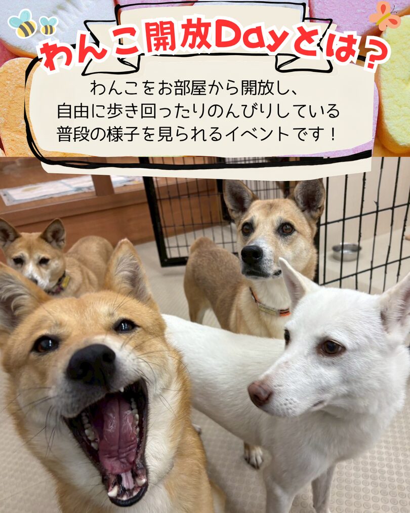ピースワンコのイベント】9/5(土)「わんこ開放day」(岡山譲渡センター