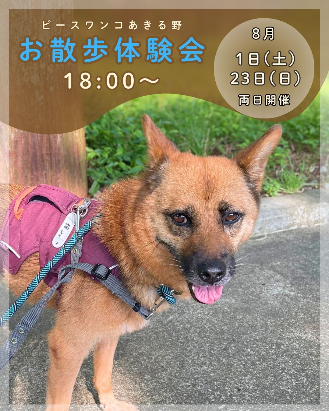 ピースワンコのイベント】8/23(日)「お散歩体験会」を開催（あきる野