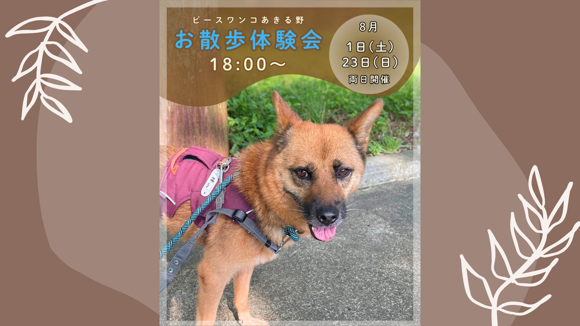 ピースワンコのイベント】8/23(日)「お散歩体験会」を開催（あきる野