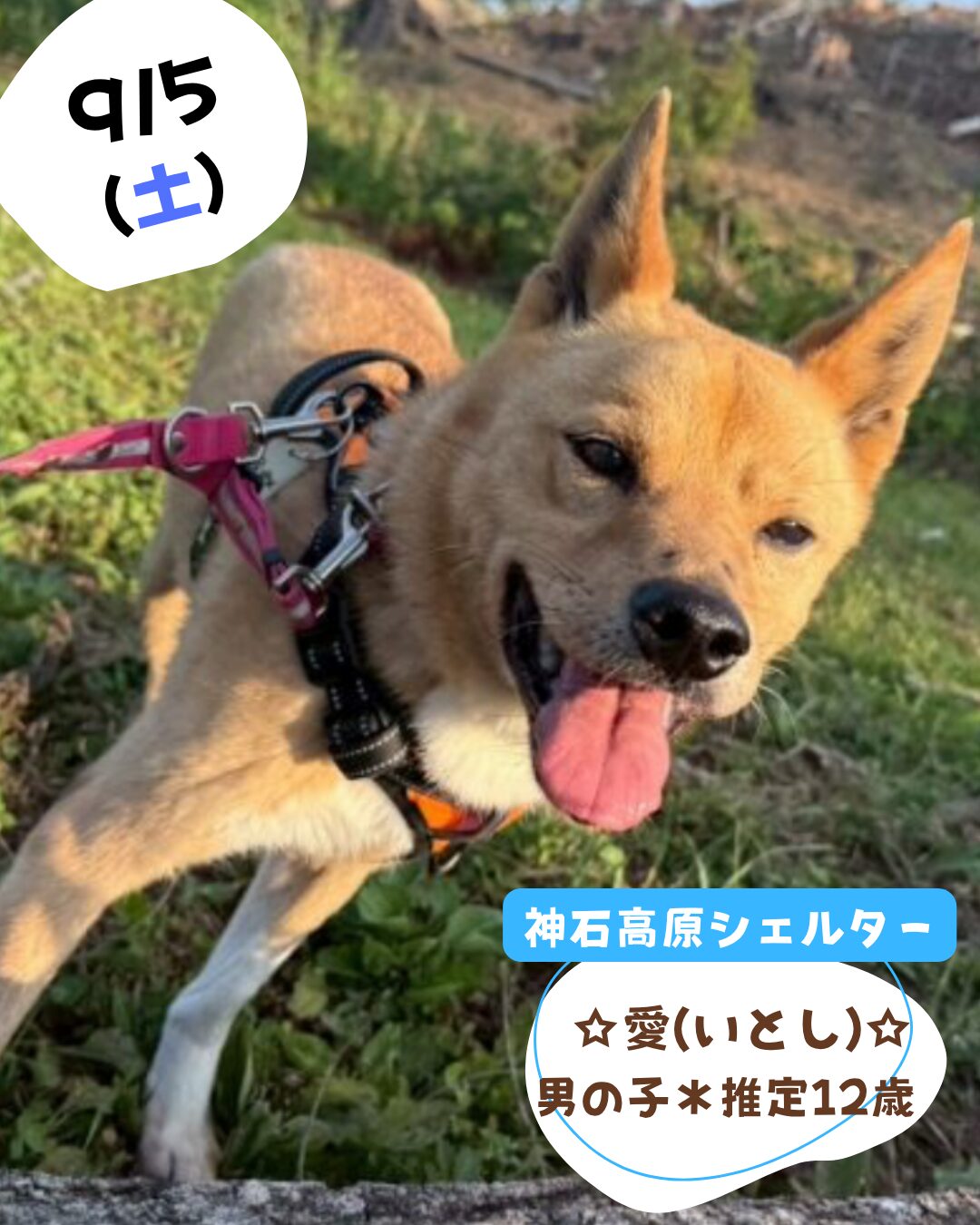 ピースワンコのイベント】9/5(土)「わんこ開放day」(岡山譲渡センター