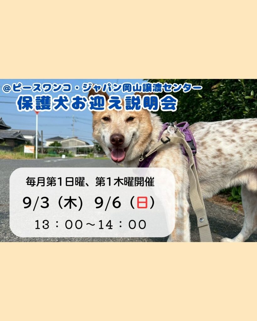 犬ページ2️⃣ ピースワンコのイベント】9/3(木)、9/6(日)「保護犬お迎え説明会