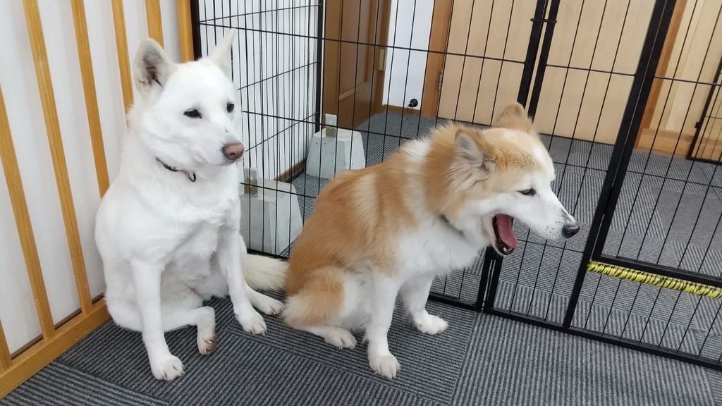 犬のカーミングシグナルとは？代表的な仕草と意味、ストレス時の対処法