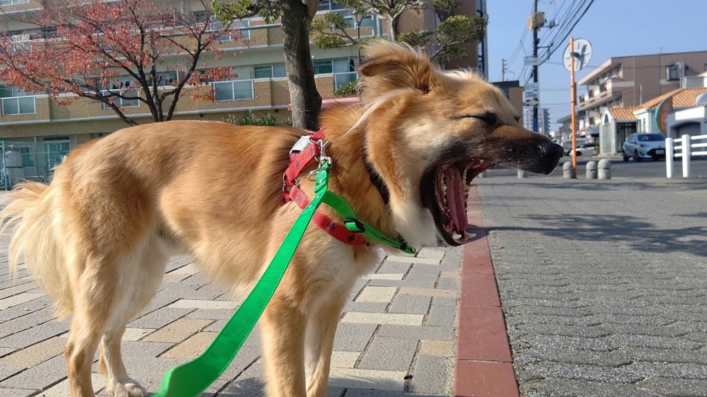 犬のカーミングシグナルとは？代表的な仕草と意味、ストレス時の対処法