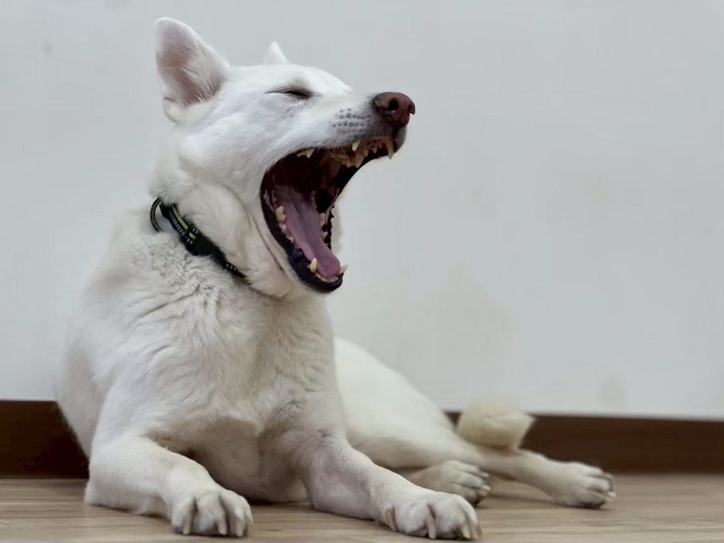 犬のカーミングシグナルとは？代表的な仕草と意味、ストレス時の対処法