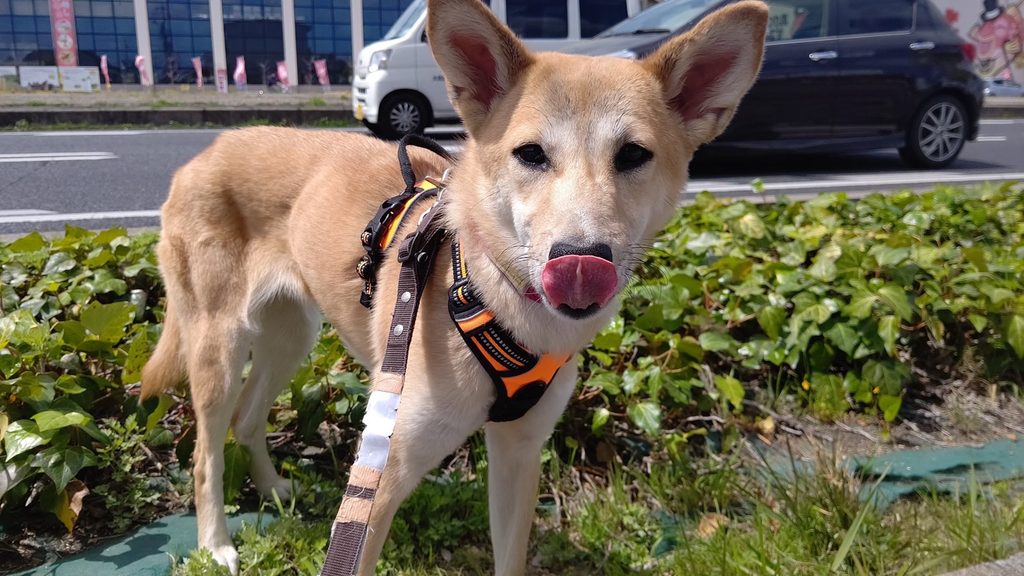 犬のカーミングシグナルとは？代表的な仕草と意味、ストレス時の対処法